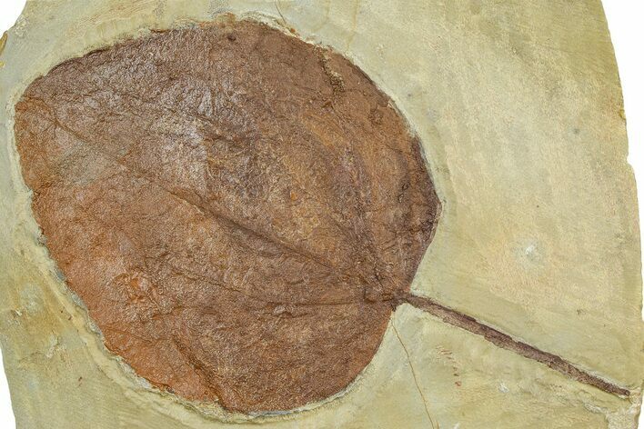 Paleocene Fossil Leaf (Zizyphoides) - Montana #377912